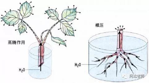 用Scratch模拟小草和山羊的斗智斗勇