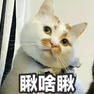 每周一课 | Scratch：“喵~”