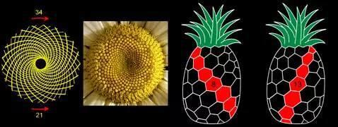慢教育Scratch教案分享：神奇的斐波那契数列