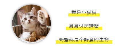 课程实录 | 一二年级的编程课：猫和老鼠