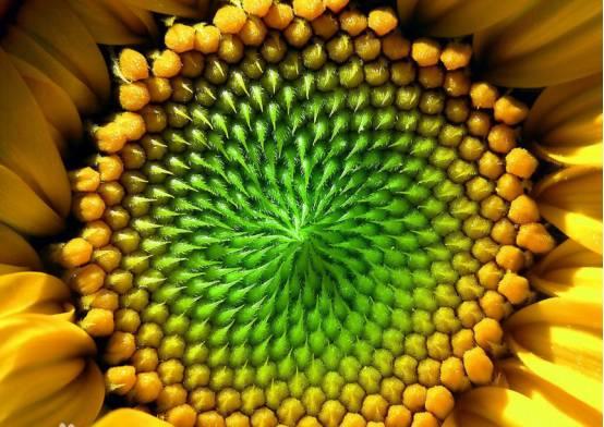 慢教育Scratch教案分享：神奇的斐波那契数列