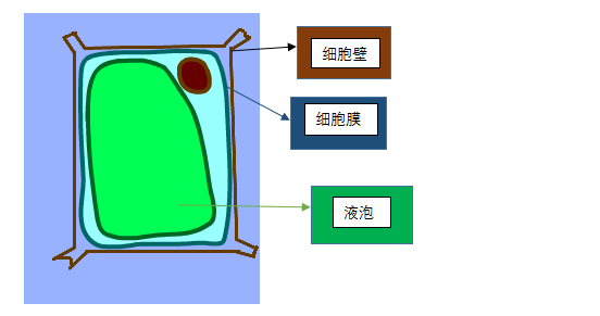 能力橙小课 | Scratch编程“趣学”生物质壁分离 能力橙小课 | Scratch编程“趣学”生物质壁分离