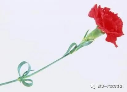 第三二六课 女神节的康乃馨